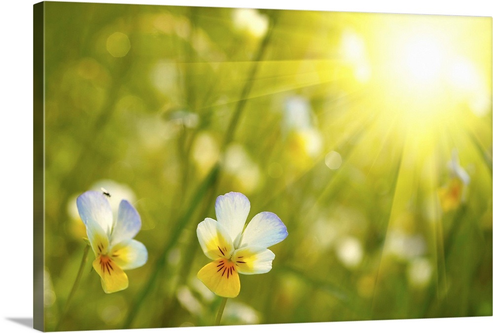 Spring Flowers in the Sun Wall Art, Canvas Prints, Framed Prints, Wall ...