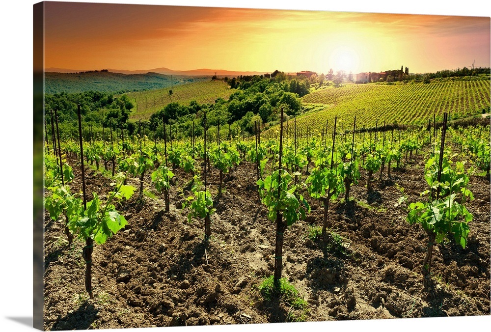Vineyard at Sunset, Tuscany Wall Art, Canvas Prints, Framed Prints