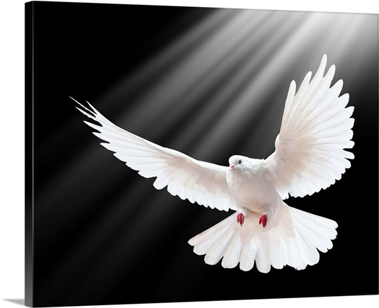 white dove in flight with beams of light wall art canvas prints