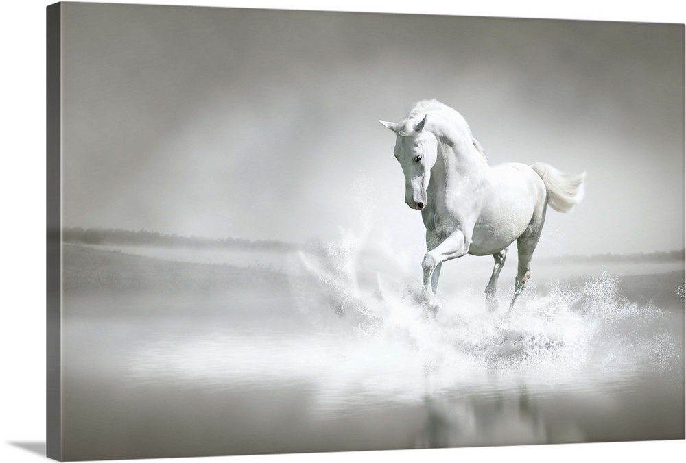 White Horse Running Through Water Wall Art, Canvas Prints, Framed