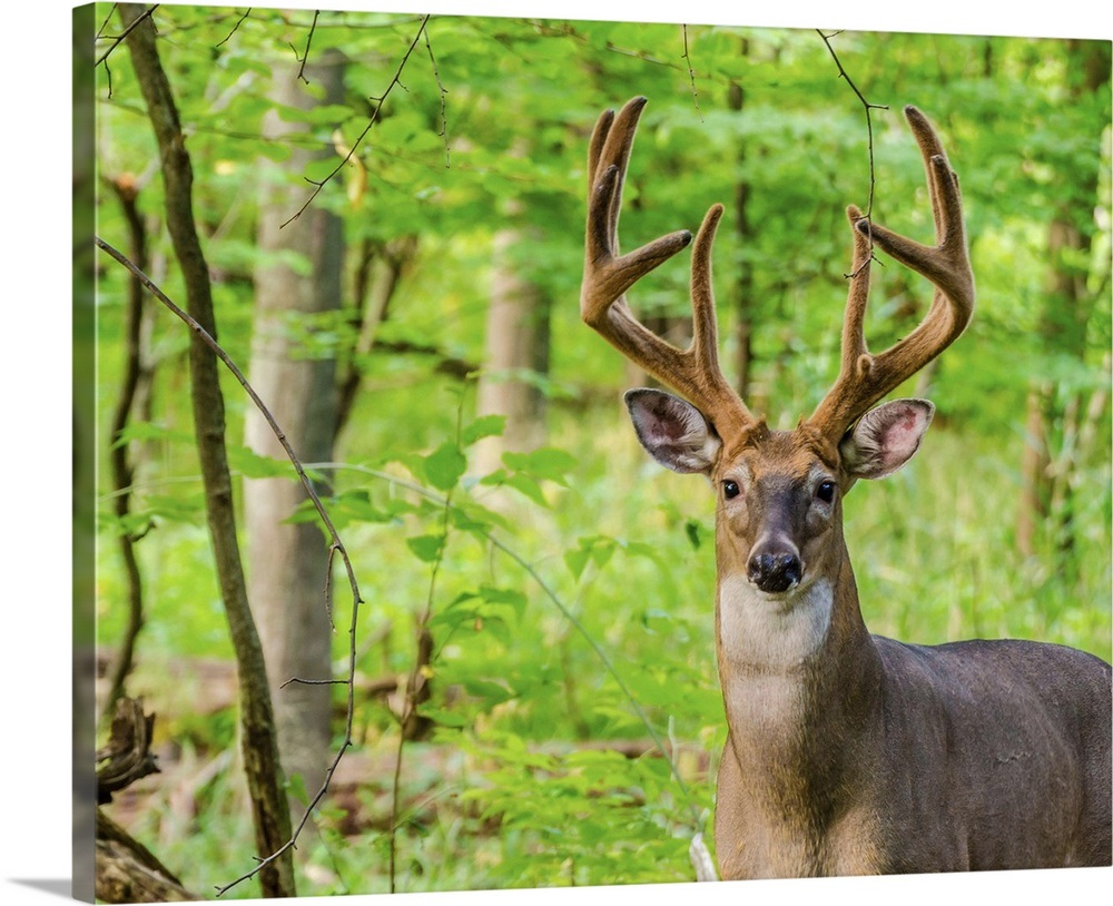 Whitetail Buck In Velvet Wall Art, Canvas Prints, Framed Prints, Wall ...