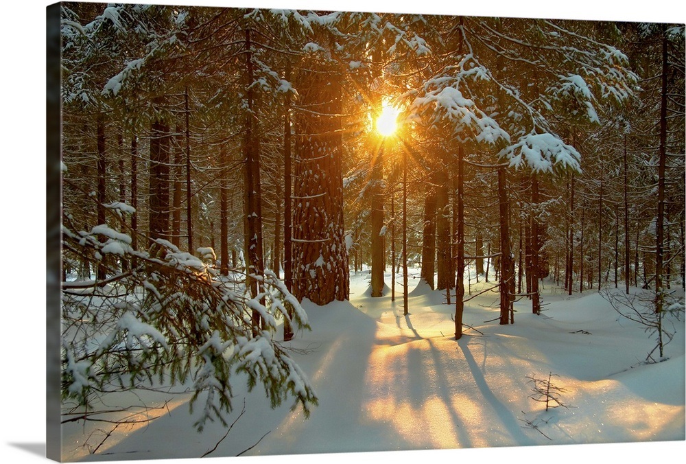 Winter landscape with setting sun shining through forest trees Wall Art ...