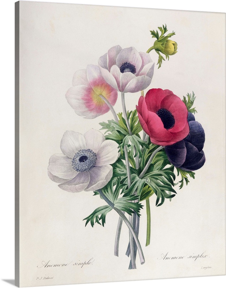 BAL10625 15:Anemone: Simple, from 'Les Choix des Plus Belles Fleurs'; by Redoute, Pierre Joseph (1759-1840); Lindley Libra...