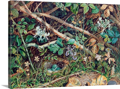 A Bird's Nest among Brambles, Honeysuckle and Undergrowth, 1858