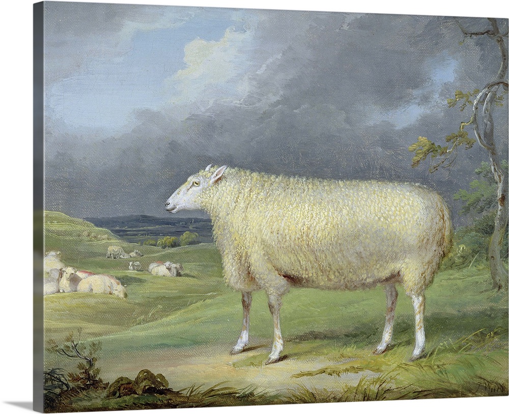 XYC158066 A Border Leicester Ewe (oil on canvas)  by Ward, James (1769-1859)