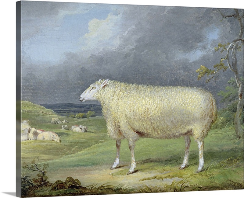 A Border Leicester Ewe | Great Big Canvas