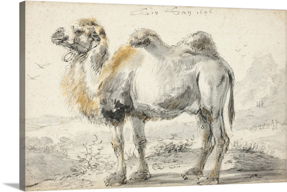 A camel, black chalk, over brush and gray wash, with touches of brown and ochre chalk and ochre chalk wash, on ivory laid ...