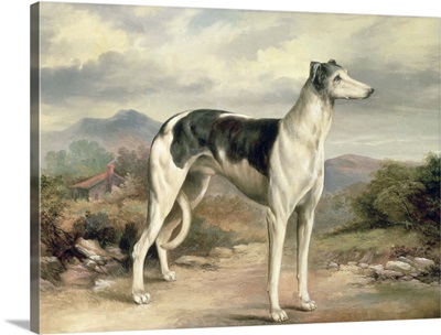 A Greyhound in a Hilly Landscape by James Beard
