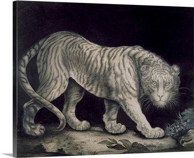 A Prowling Tiger by Elizabeth Pringle