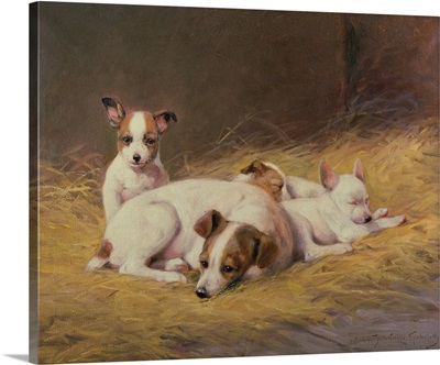 A Terrier with Three Puppies