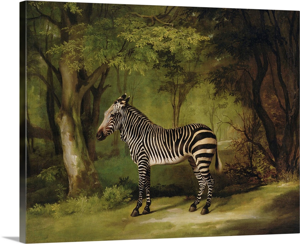 A Zebra, 1763 (oil on canvas) by Stubbs, George (1724-1806) Yale Center for British Art, Paul Mellon Collection, USA; English