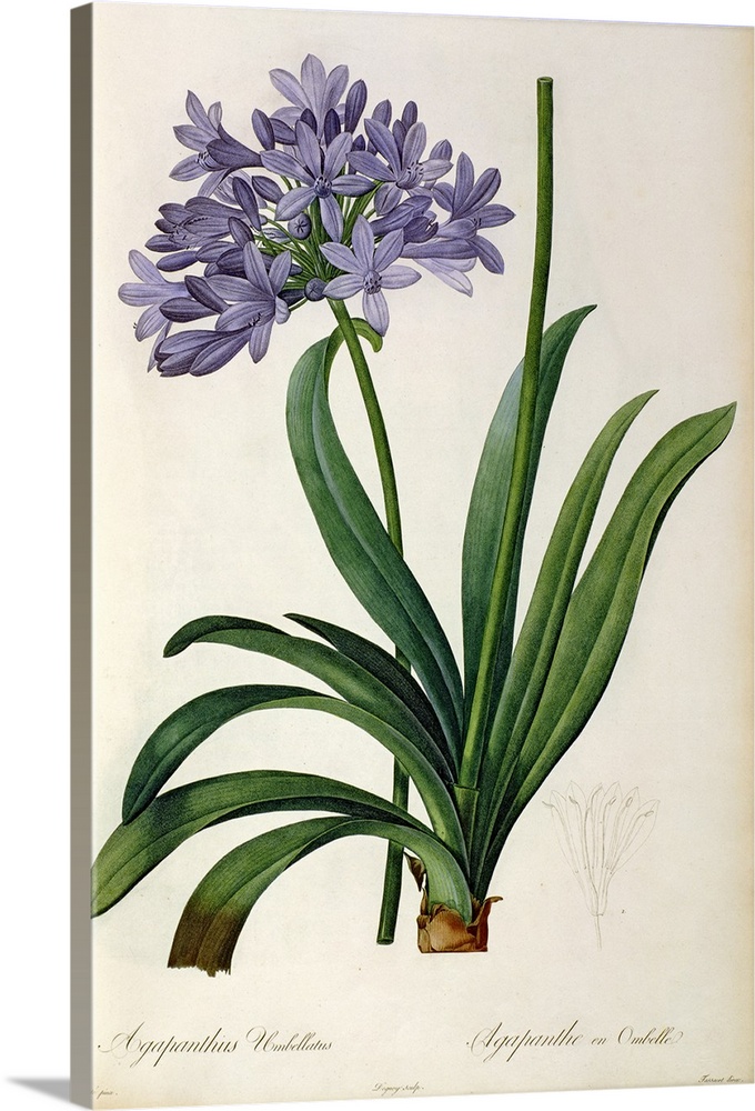 BAL46165 Agapanthus umbrellatus, from `Les Liliacees' by Pierre Redoute, 8 volumes, published 1805-16, (coloured engraving...