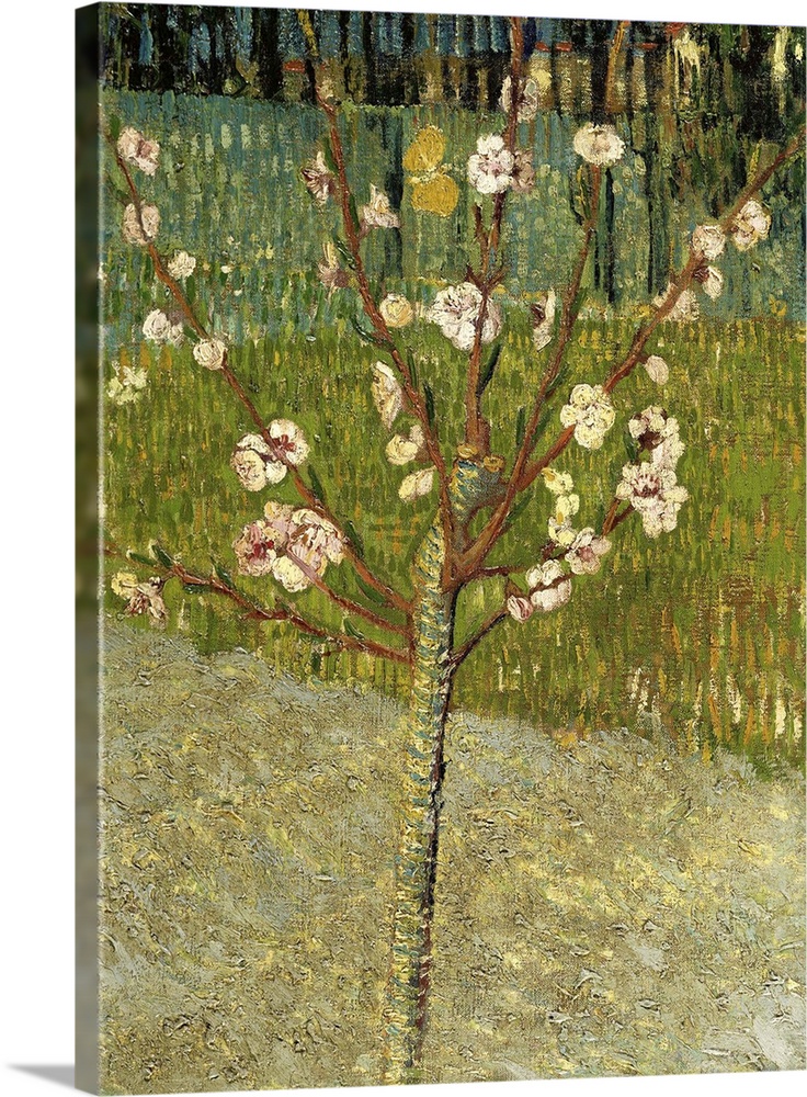 Almond Tree in Blossom, 1888, oil on canvas.  By Vincent van Gogh (1853-90).