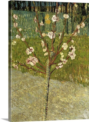 Van Gogh Canvas Wall Art - Famosi dipinti ad olio Notte stellata Quadri su  tela Immagini e stampa Opera d'arte su tela con cornice 35x72cm (14x28in)  con cornice : : Casa e