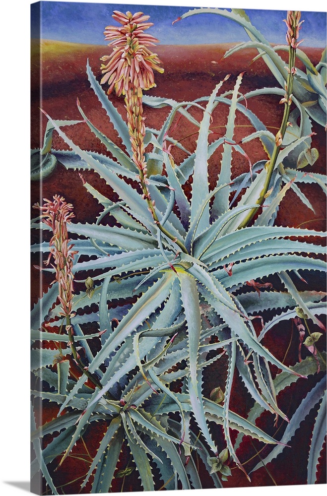 Aloe, 1991