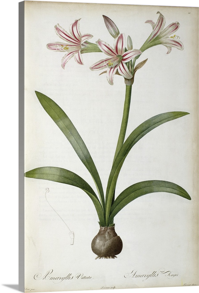 Giant, vertical floral home art docor of a large lily plant with several open blooms, four large leaves and its bulb with ...
