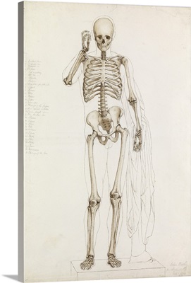 Anatomical Study: The Human Skeleton, In Contrapposto, 1870