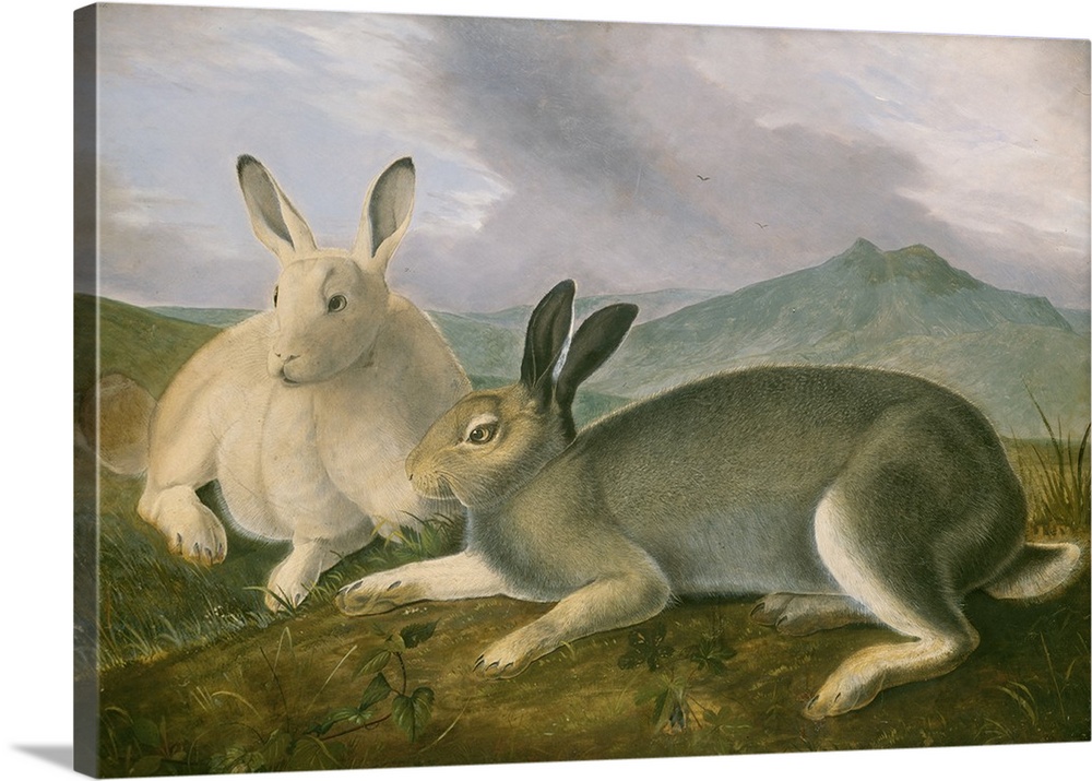 Arctic Hare, c. 1841, pen and black ink with watercolor and oil paint on paper.  By John James Audubon (1785-1851).