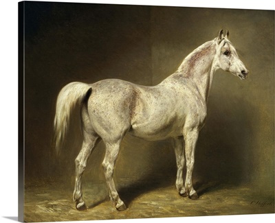 Beatrice, the white arab saddlehorse of Helmuth Graf von Moltke