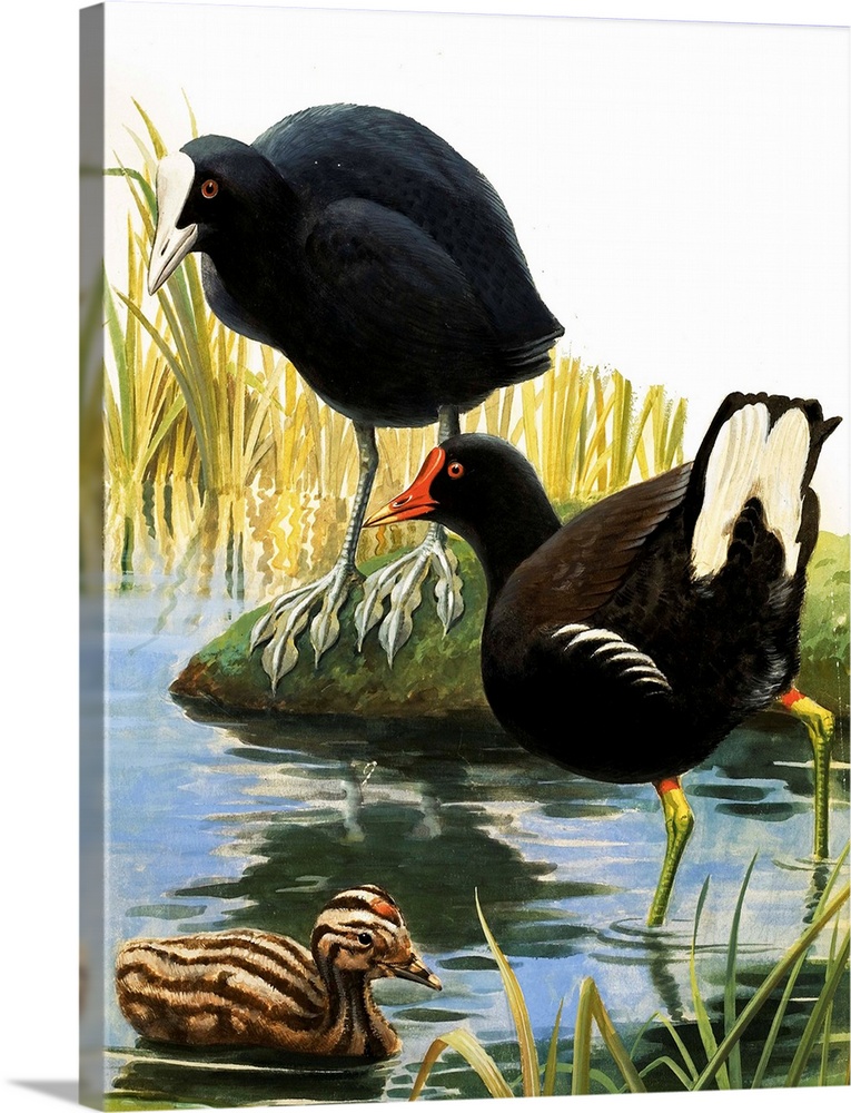 Nature Wonderland: Birds of our Lakes and Rivers. Original artwork from Treasure no. 383 (16 May 1970).