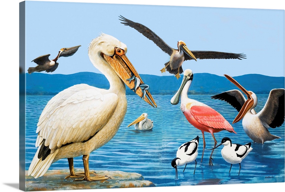 Birds with strange beaks. Pelican, Brown Pelican, Roseate Spoonbill, and Avocet. Original artwork for illustration on pp56...