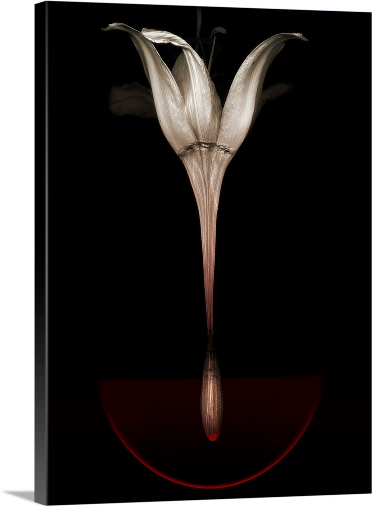 Bleeding lily, 2013