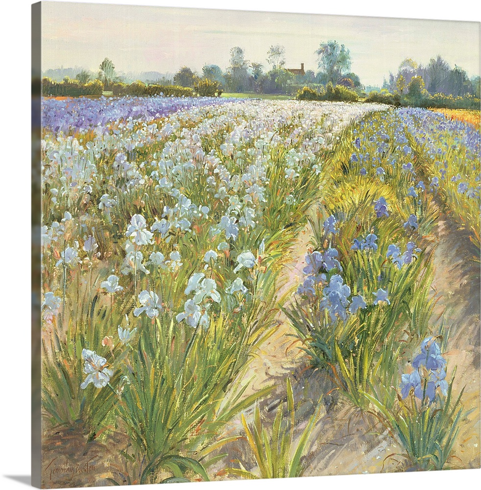 Blue and White Irises, Wortham, oil on canvas.