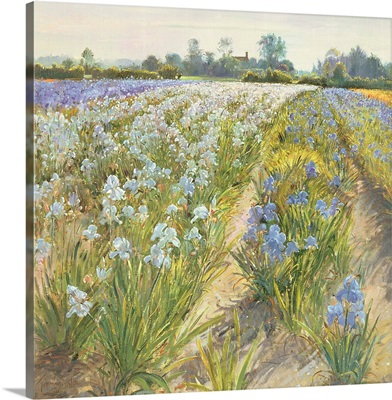 Blue and White Irises, Wortham