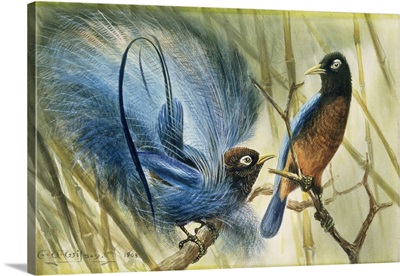 Blue-bird of Paradise, 1909