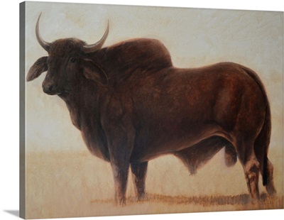 Brahmin Bull