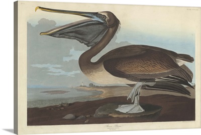 Brown Pelican, 1838
