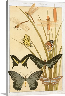 Butterflies, From 'L'Animal Dans La Decoration' By Maurice Pillard Verneuil, Pub 1897