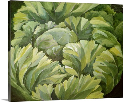 Cabbage, 2013