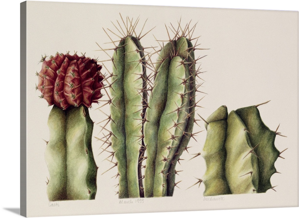 ABA128196 Cacti, 1999 (w/c on paper); by Barrett, Annabel (Contemporary Artist); watercolour on paper; 35.6x45.7 cm; Priva...
