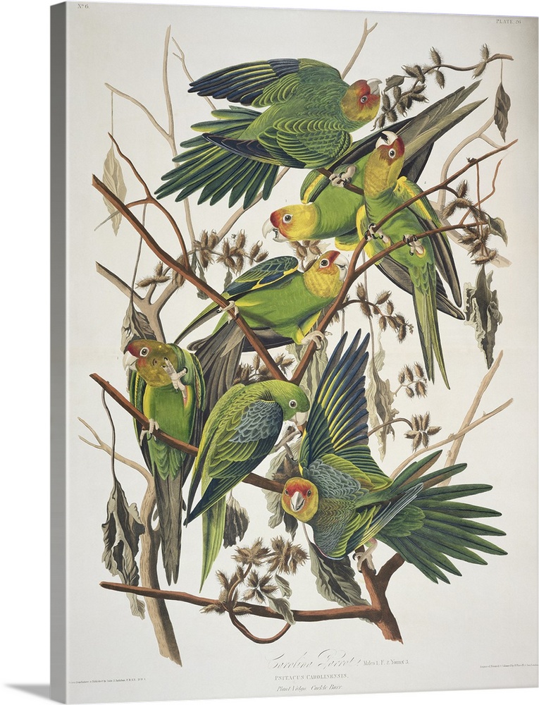 BAL5909 Carolina Parakeet, from 'Birds of America', 1829 (coloured engraving)  by Audubon, John James (1785-1851); Victoria