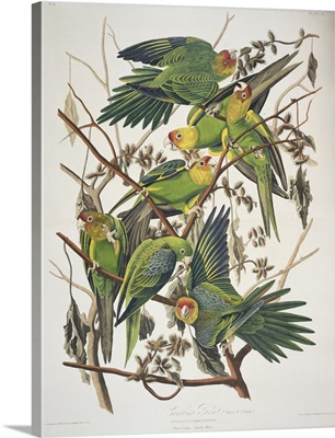 Carolina Parakeet, from 'Birds of America', 1829