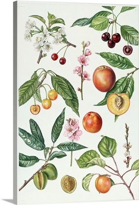 Cherries and other fruit-bearing trees
