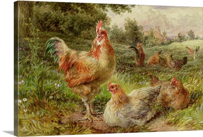 Cochin China Fowls, 19th century