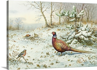 Cock Pheasant and Chaffinch