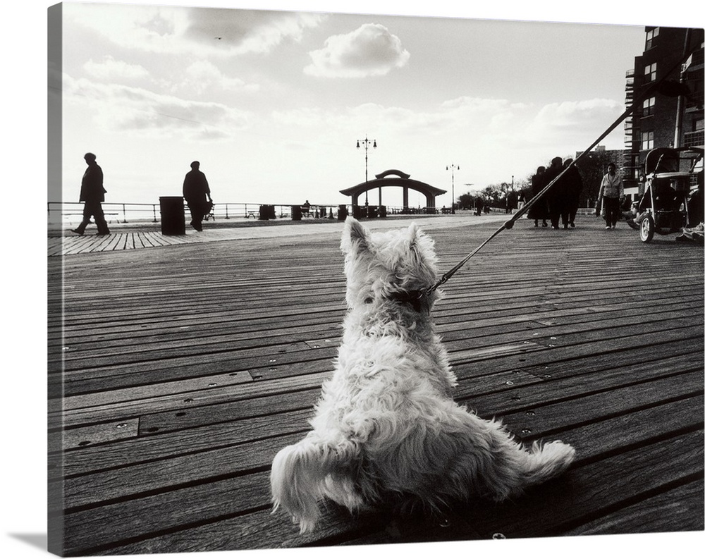 Coney Island Dog, NY, 2006, black and white photo.