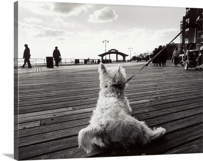 Coney Island Dog, NY, 2006