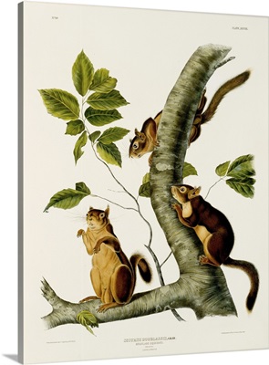 Douglas' Squirrel, From The Folio 'The Viviparous Quadrupeds Of North America'