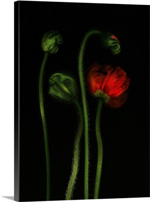 Earthart, Poppy, 2008