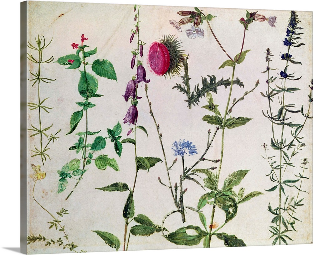 XIR154667 Eight Studies of Wild Flowers (w/c on paper)  by Durer or Duerer, Albrecht (1471-1528); watercolour on paper; Mu...