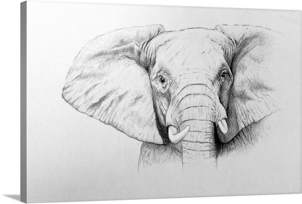 Elephant, 2011 (watercolour paint and pencil) by Grafton, Ele.