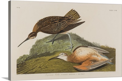 Esquimax Curlew, 1834