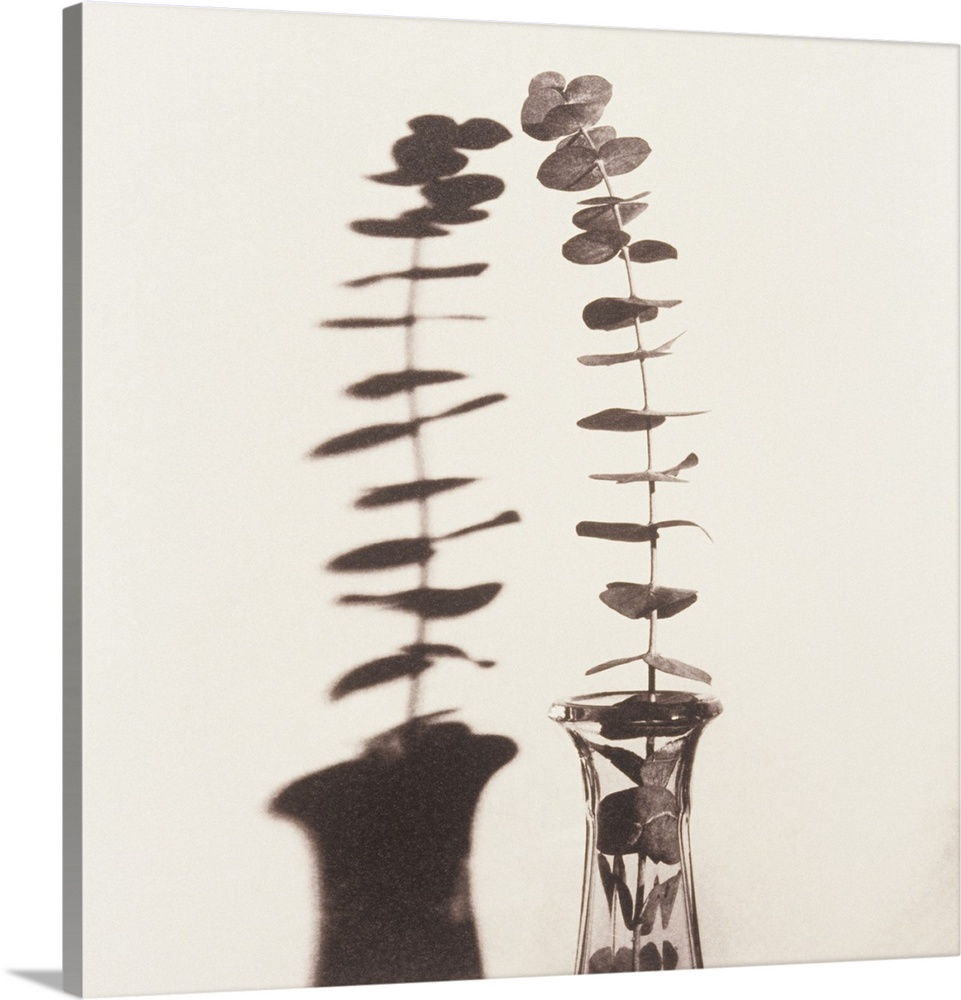 Eucalyptus Twig in Vase with Shadow.  By Graeme Harris (b.1945).