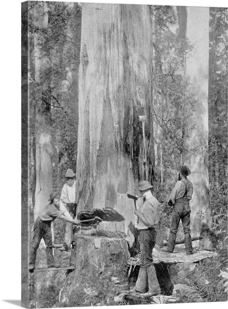 Felling a Blue-Gum Tree in Huon Forest, Tasmania, c.1900