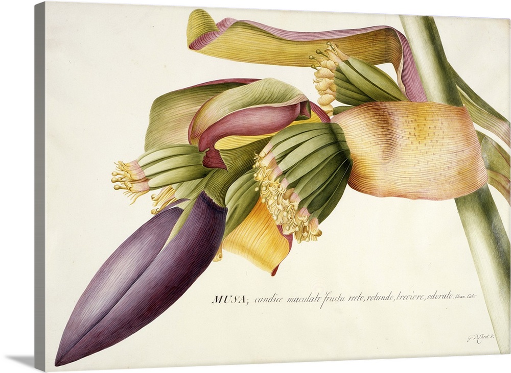 FIT89331 PD.117-1973f.19 Flower of the Banana Tree (Musa candice maculato fructo) (w/c