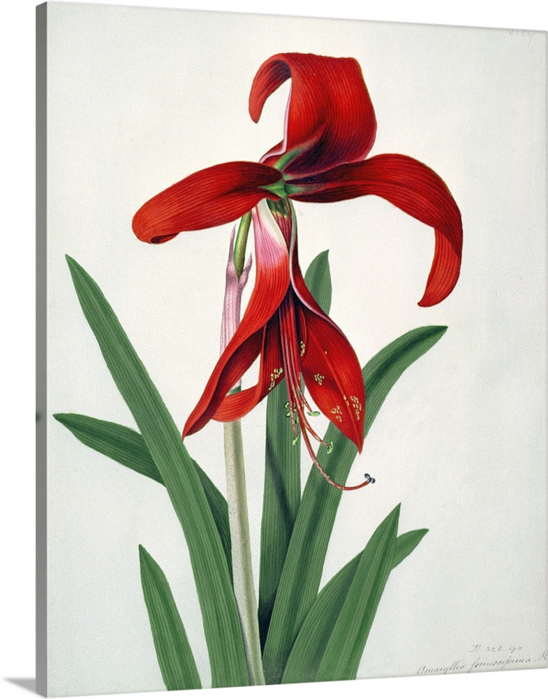 BAL25563 Flower Study, (w/c)  by Brown, Peter (fl.1758-99); watercolour; Victoria